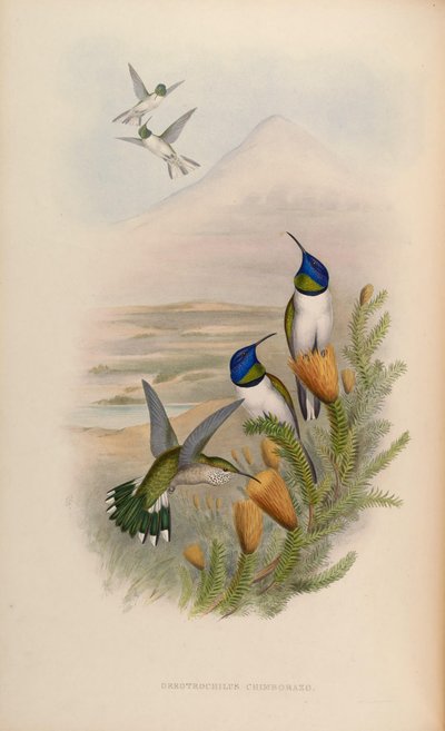 Oreotrochilus chimborazo by John Gould